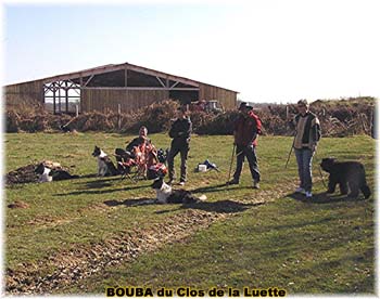 le bouvier des flandres et les moutons - Elevage du CLOS DE LA LUETTE - COPYRIGHT DEPOSE